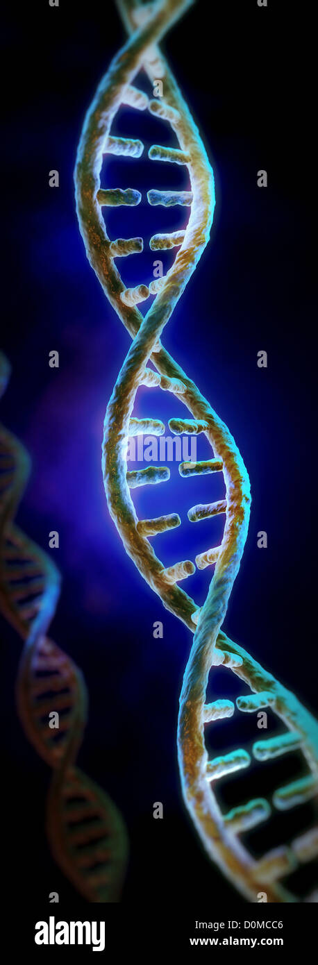 Double helix showing the complexity of DNA Stock Photo - Alamy Double helix showing the complexity of DNA Stock Photo - Alamy