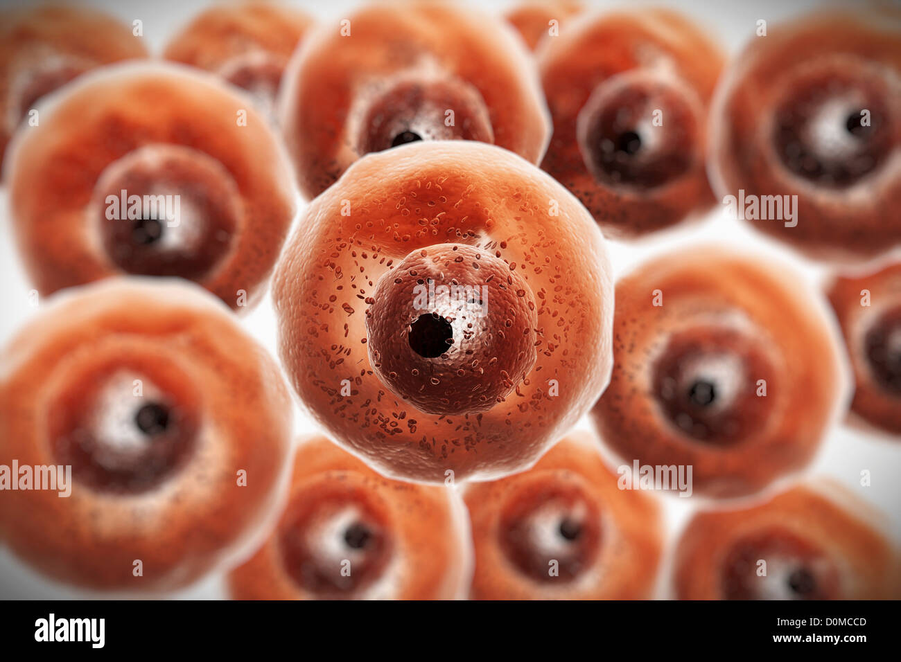 Group of human B Cells which play a large role in the immune response. Stock Photo