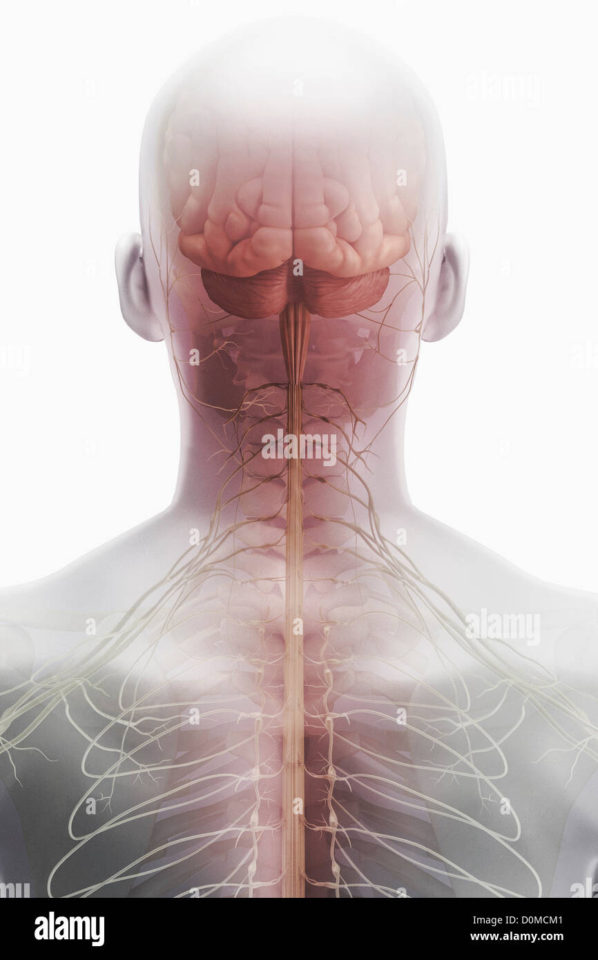Rear of a human model showing the head, brain and central nervous ...