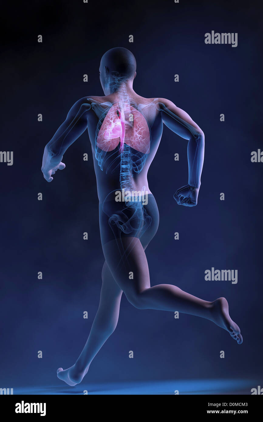 Anatomical model showing the effects of running on the lungs and