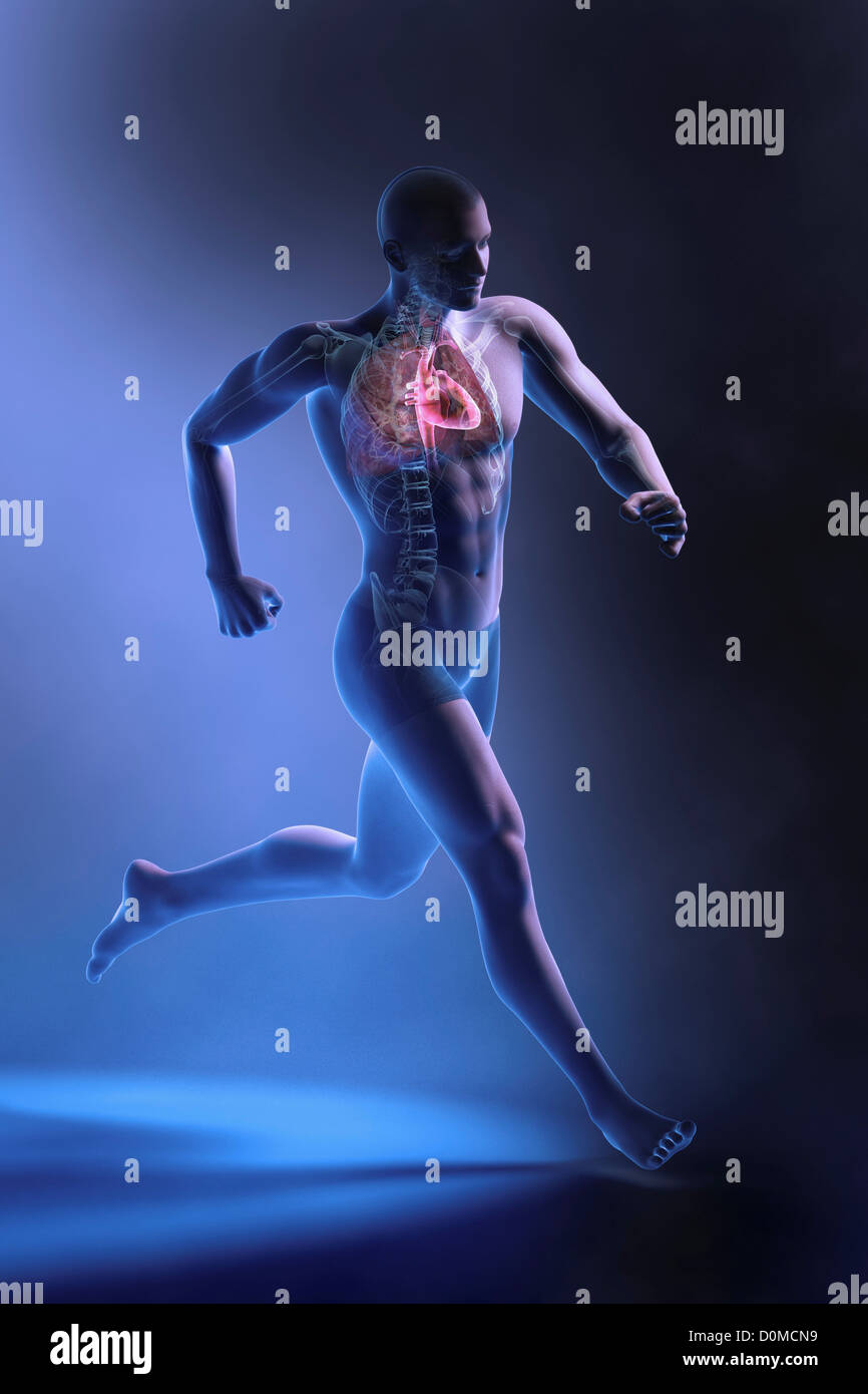 Anatomical model showing the effects of running on the heart and cardiovascular system. Stock Photo