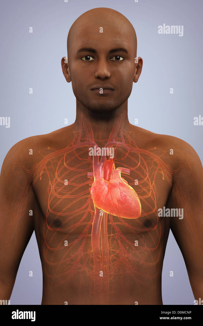 Anatomical model of African ethnicity showing the heart and