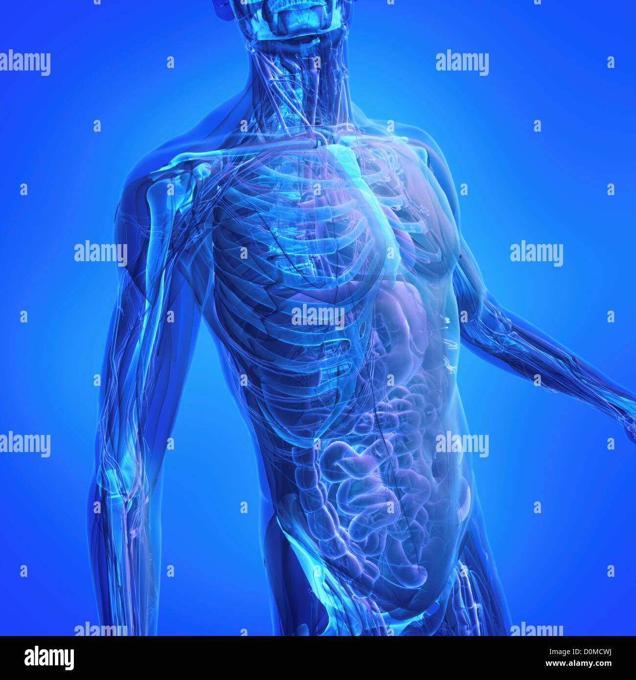 A human model showing internal anatomy Stock Photo Biology Diagrams