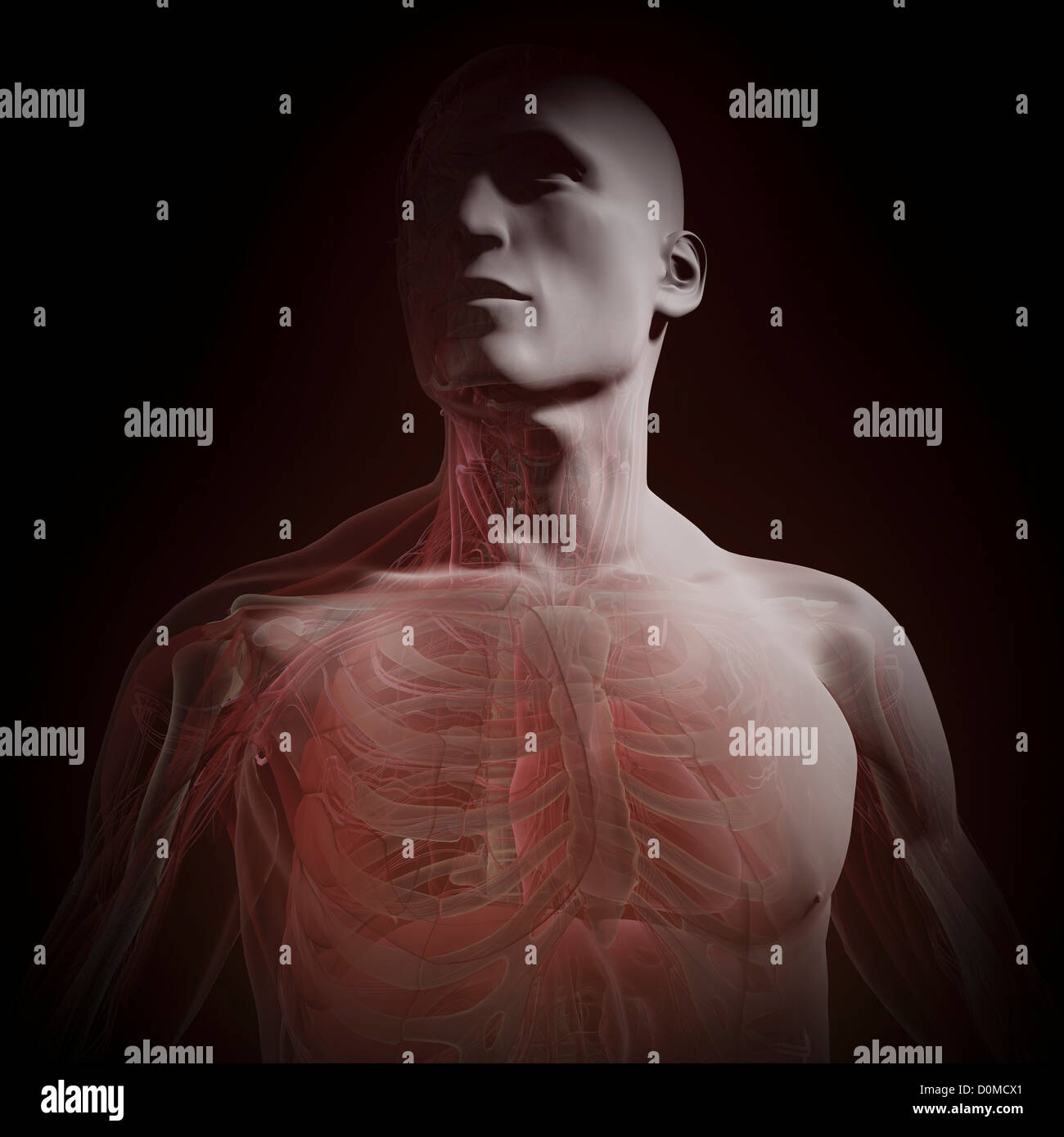 A human model showing internal anatomy Stock Photo Biology Diagrams