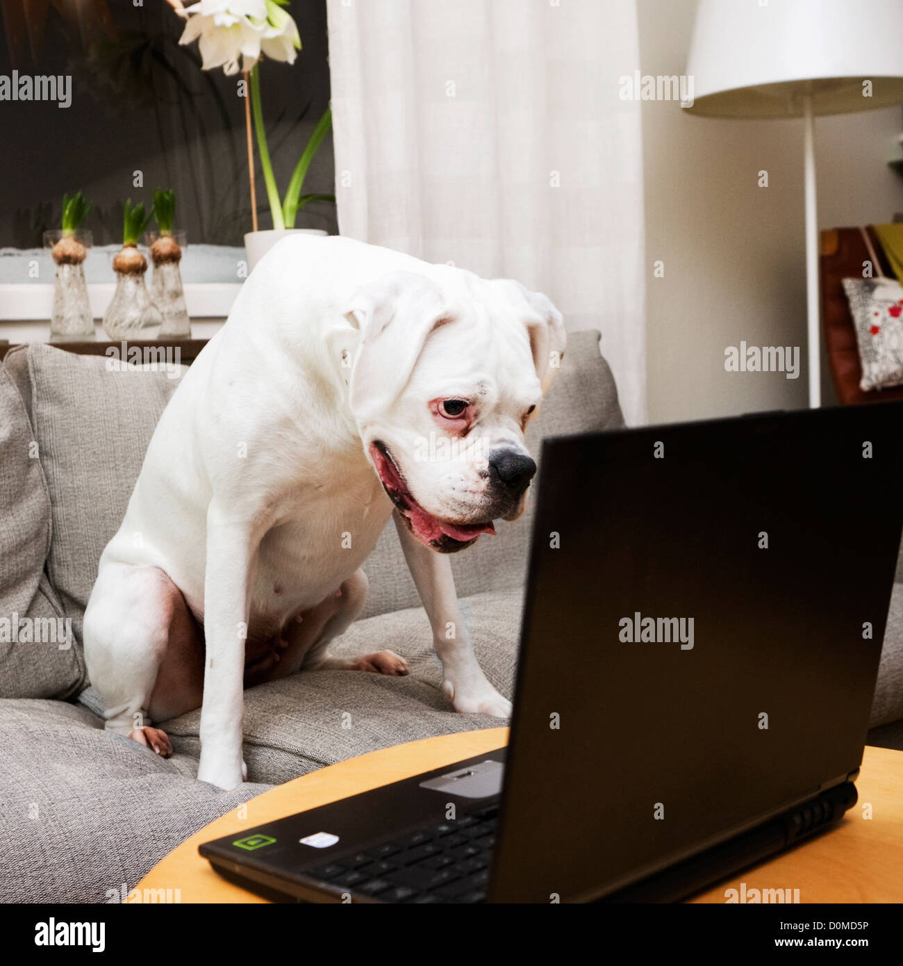 White boxer dog using laptop Stock Photo