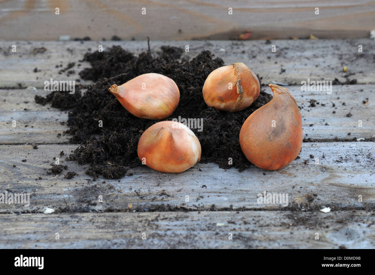 Tulip bulbs on workbench prior to planting Stock Photo