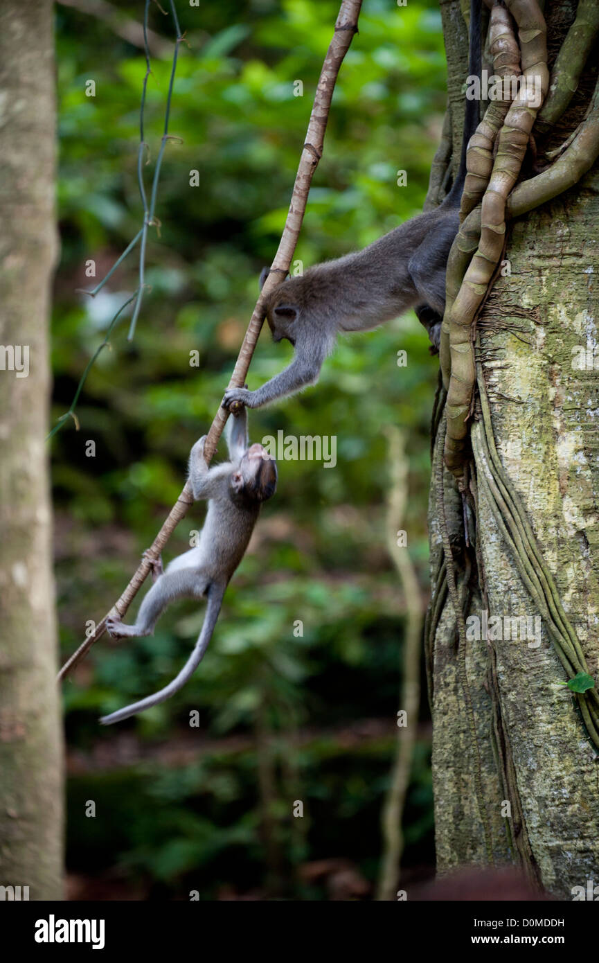 Monkeys at Monkey Forest playing at the trees ,hanging from the tree sticks . Stock Photo