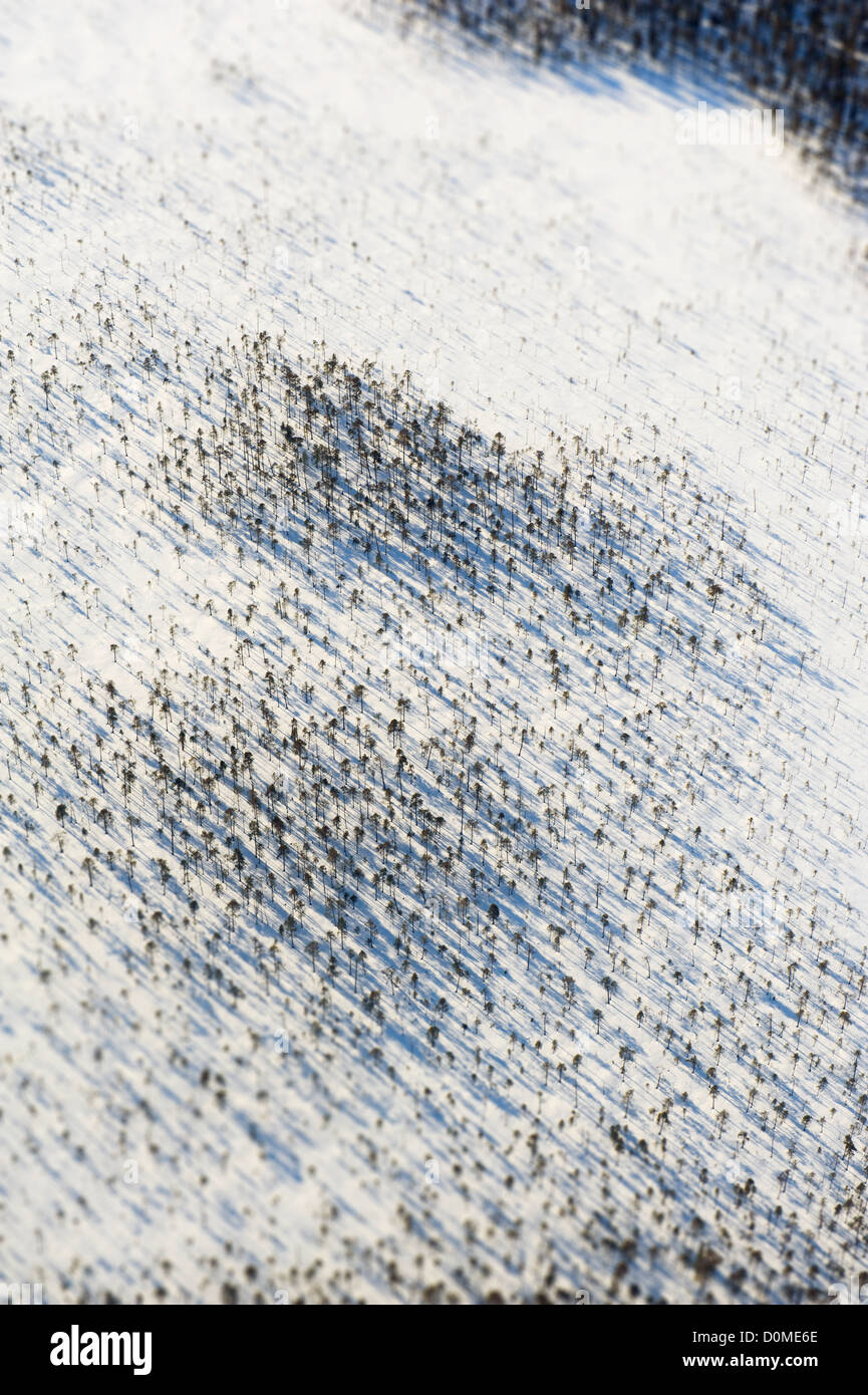 Aerial view pine trees hi-res stock photography and images - Alamy