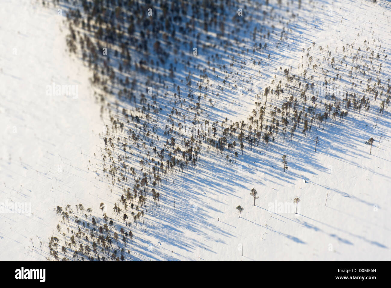 Aerial view of pine trees hi-res stock photography and images - Alamy