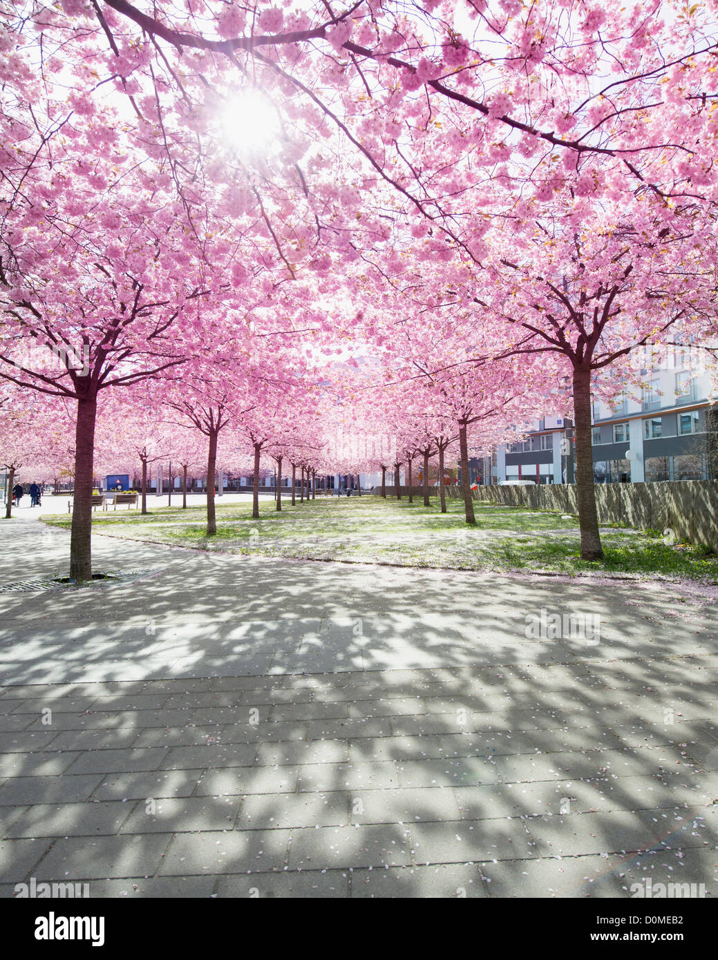 Tree lined alley trees hi-res stock photography and images - Alamy