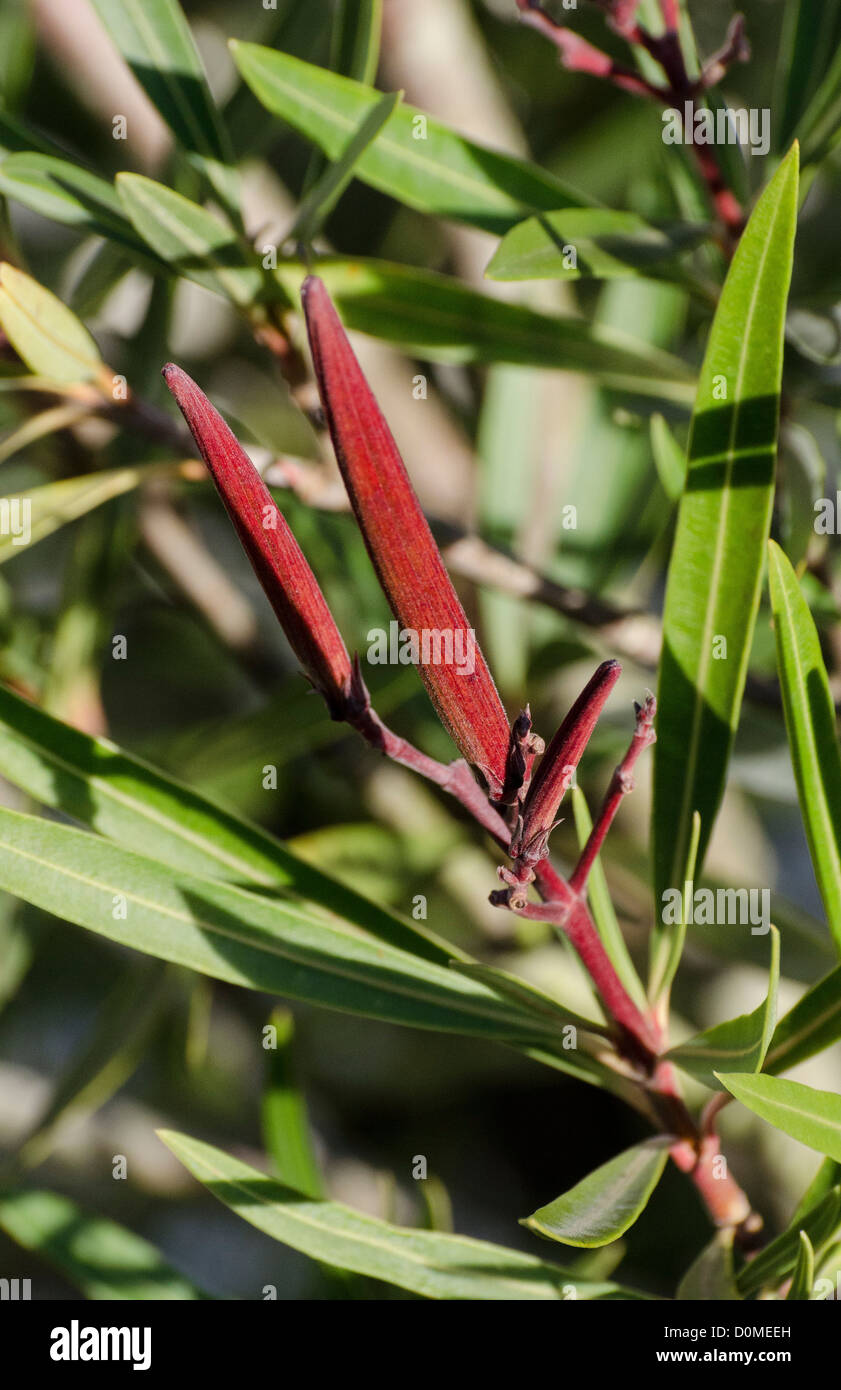Nerium oleander fruits Stock Photo