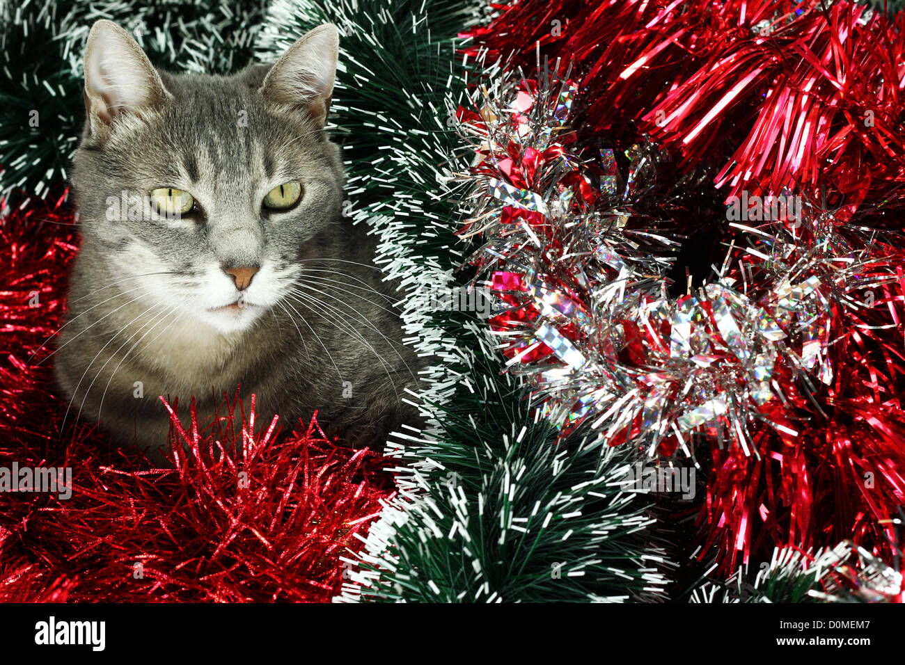 Kitty covered by various Christmas decorations Stock Photo