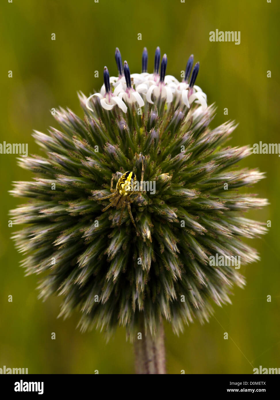 Small Araneus on interesting looking flower. Stock Photo