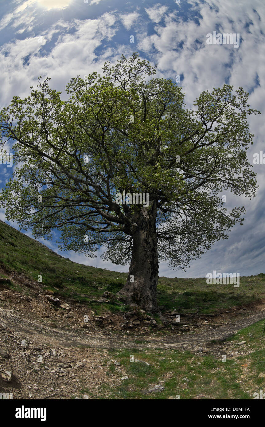 Desulo oak, Desulo, Nuoro province, Sardinia, Italy Stock Photo - Alamy