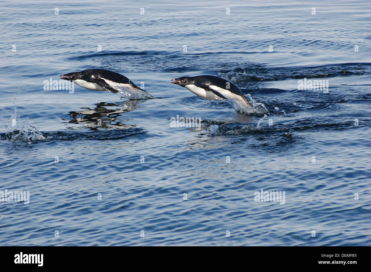 Adelie penguins swim the sea January 10, 2012 in Ross Island