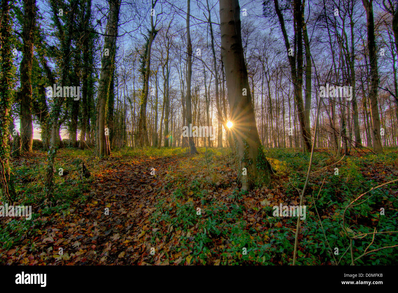 Trees in a wooded area with sun flair. Yorkshire Wildlife trust's Brockadale nature reserve Stock Photo