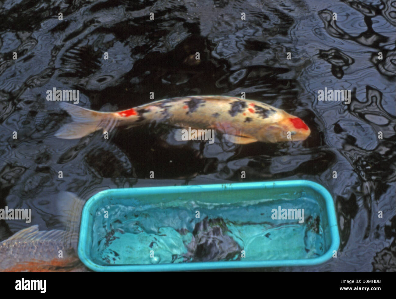 Skimmer at one end of koi pond, with koi Stock Photo Alamy