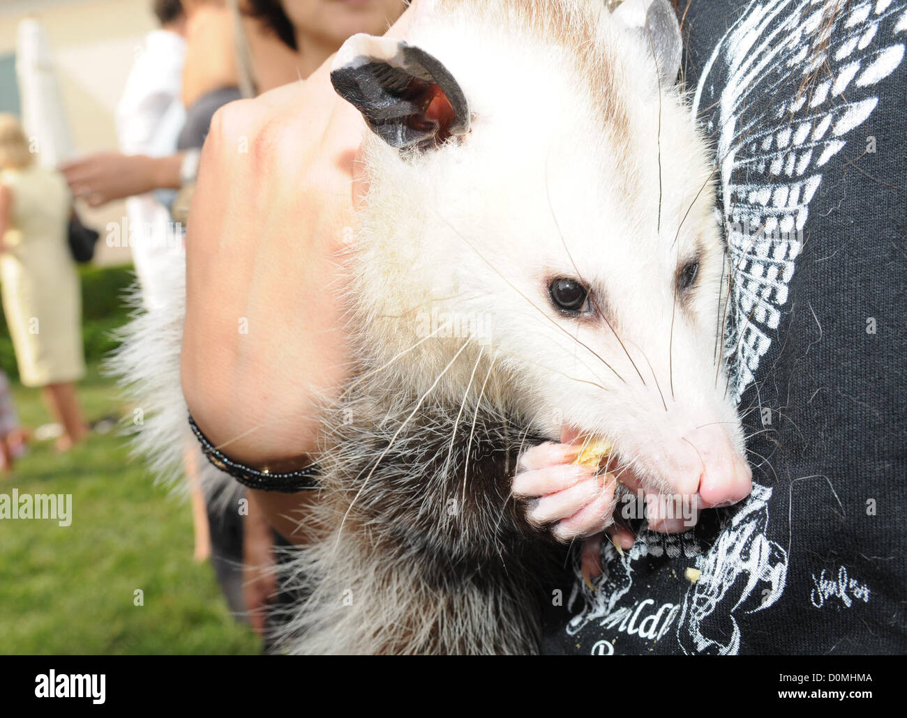 Beth Ostrosky Stern with a rescued Possum at the Wildlife Rescue Center of The Hamptons in Southampton New York, USA - 21.08.10 Stock Photo