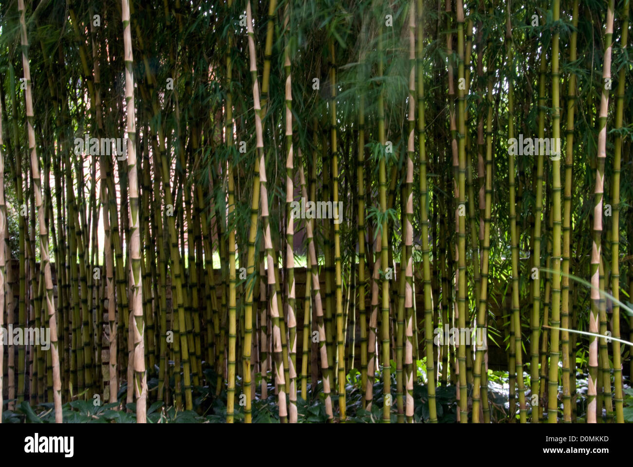 BAMBOO FOREST; CHUSQUEA GIGANTICUS; BUCKINGHAMSHIRE GARDEN Stock Photo