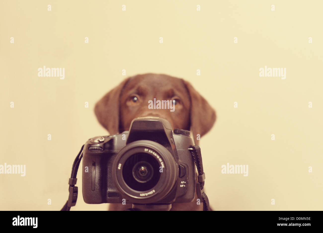 16 week old chocolate Labrador puppy. (Name and model of camera removed) Stock Photo