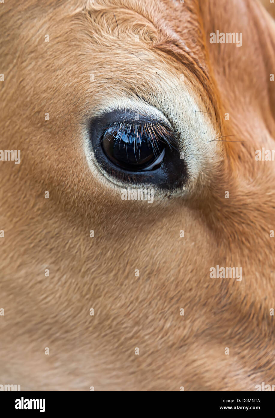 Eye of Jersey cow, Jersey, Channel Islands, UK Stock Photo