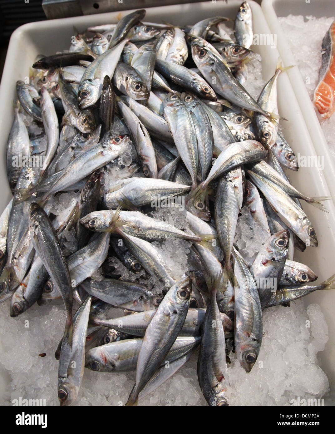 Carapau (Horse Mackerel) on sale in Lisbon fish market Stock Photo - Alamy