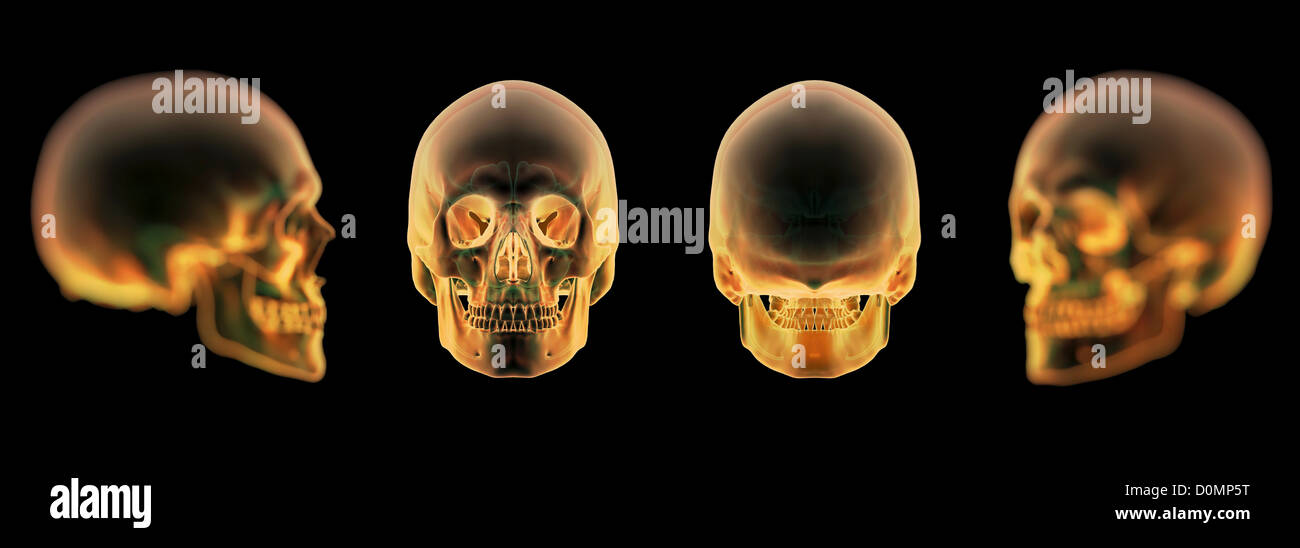 Four illuminated diagrams of a human skull. Stock Photo