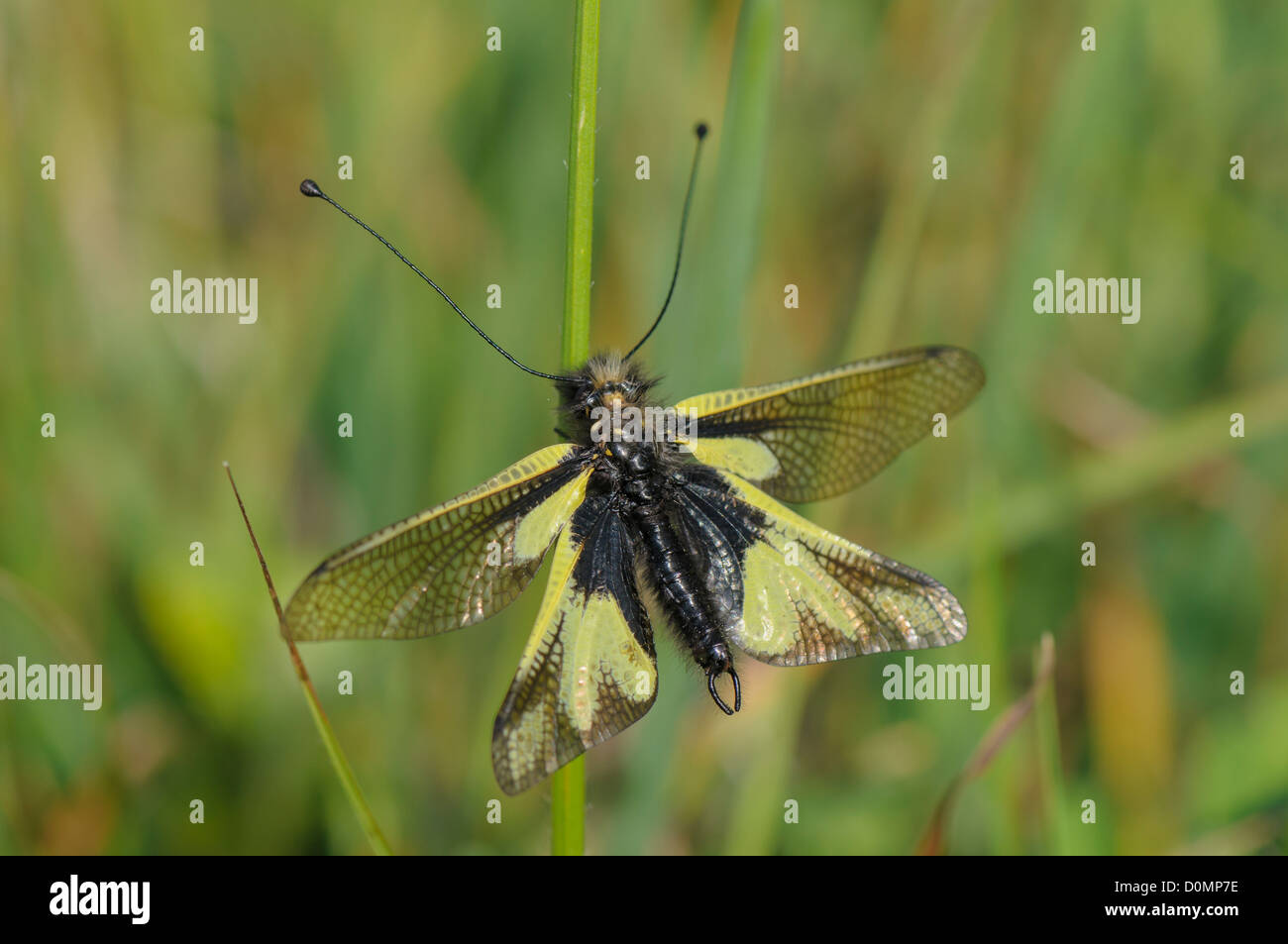 Libellen-Schmetterlingshaft ,Libelloides coccajus, owlfly Ascalaphid Stock Photo