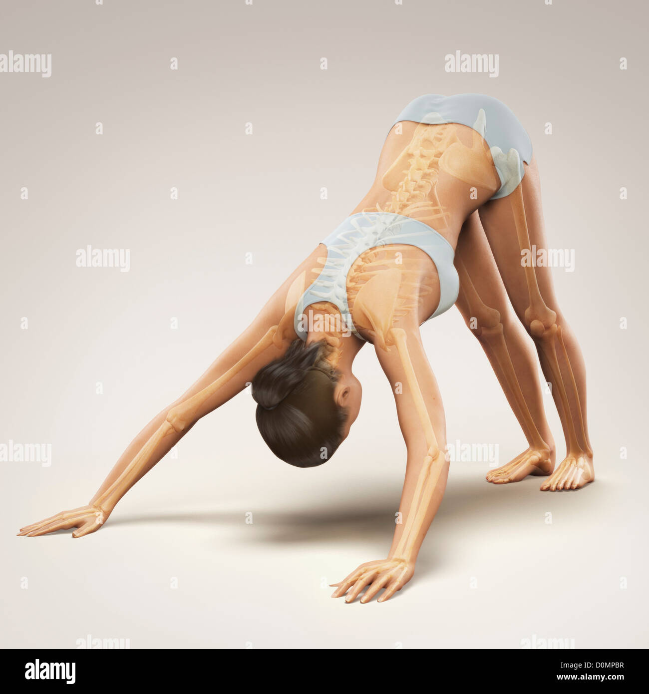 Skeleton layered over a female body in downward dog pose showing the skeletal alignment of this particular yoga posture. Stock Photo