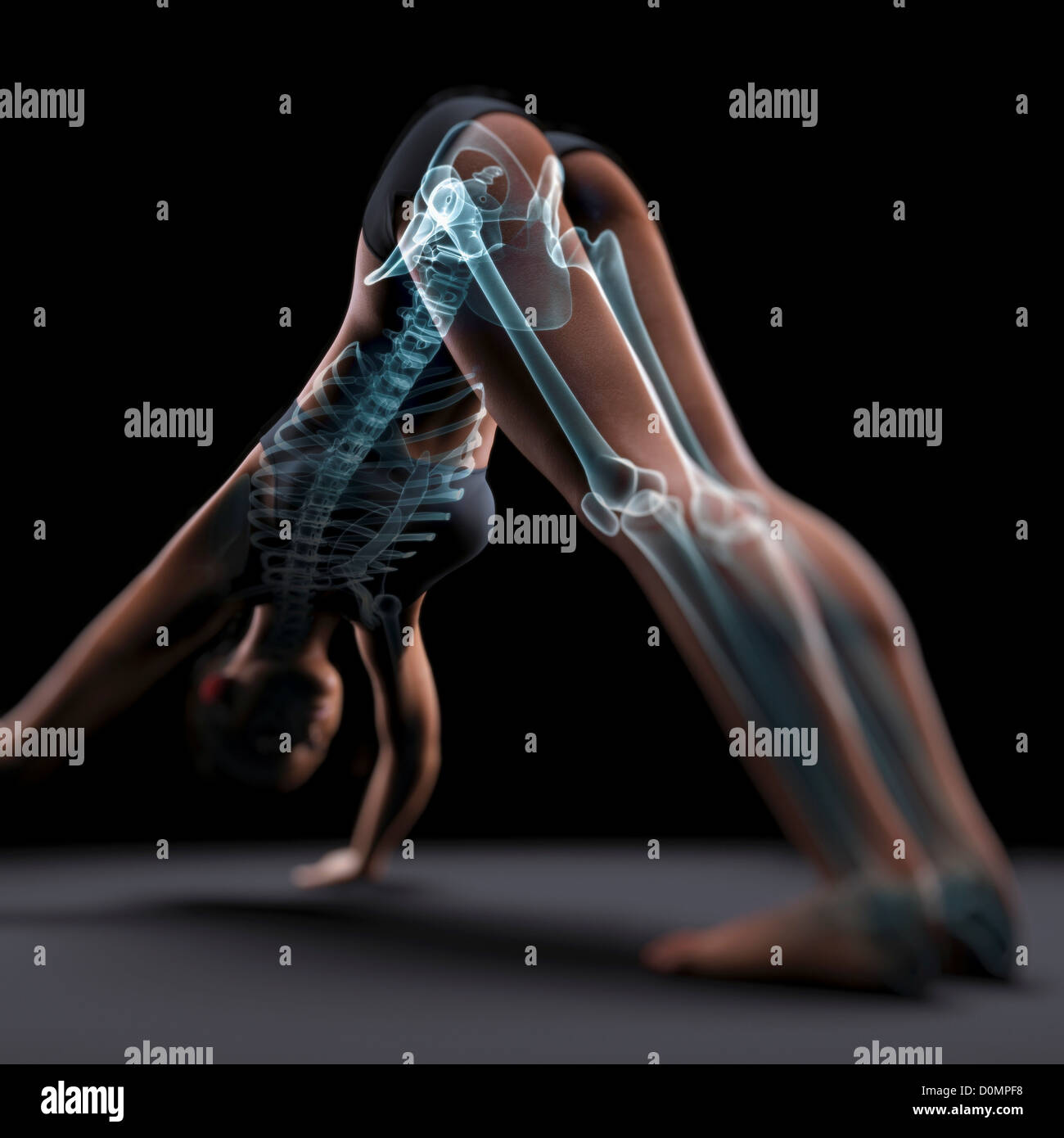 Skeleton layered over a female body in downward dog pose showing the skeletal alignment of this particular yoga posture. Stock Photo