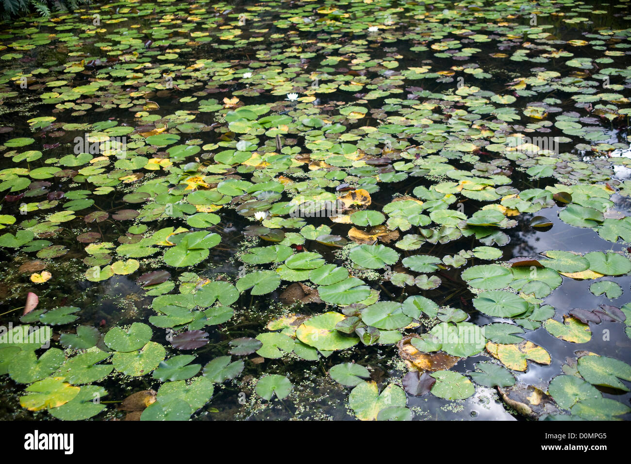 Lily pad covered pond Stock Photo Biology Diagrams