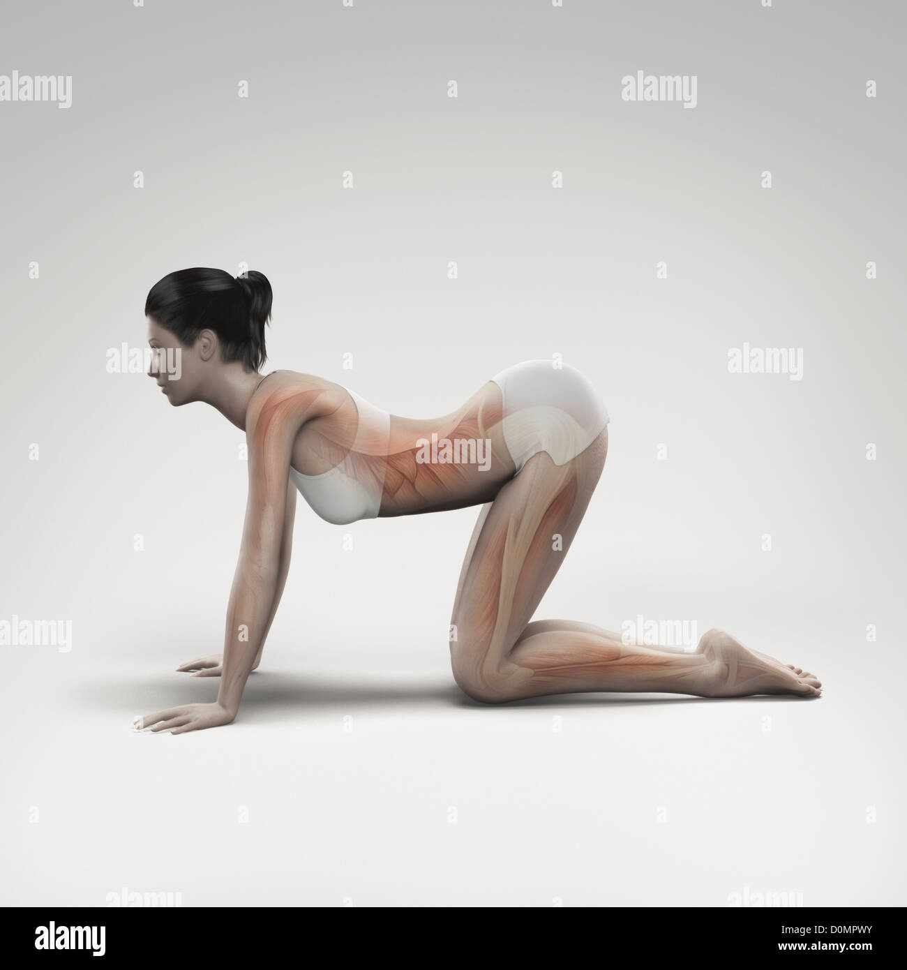 Remarkable, the Gymnastics female anatomy poses Gymnastics female anatomy poses