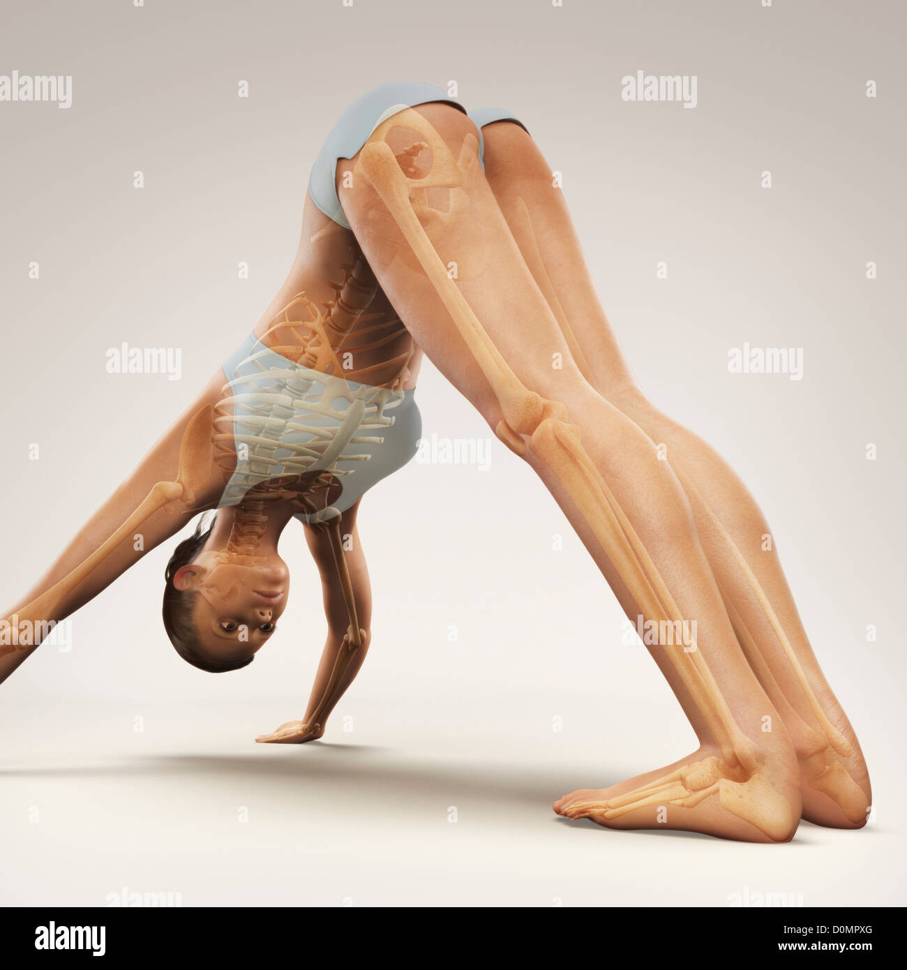 Skeleton layered over a female body in downward dog pose showing the skeletal alignment of this particular yoga posture. Stock Photo