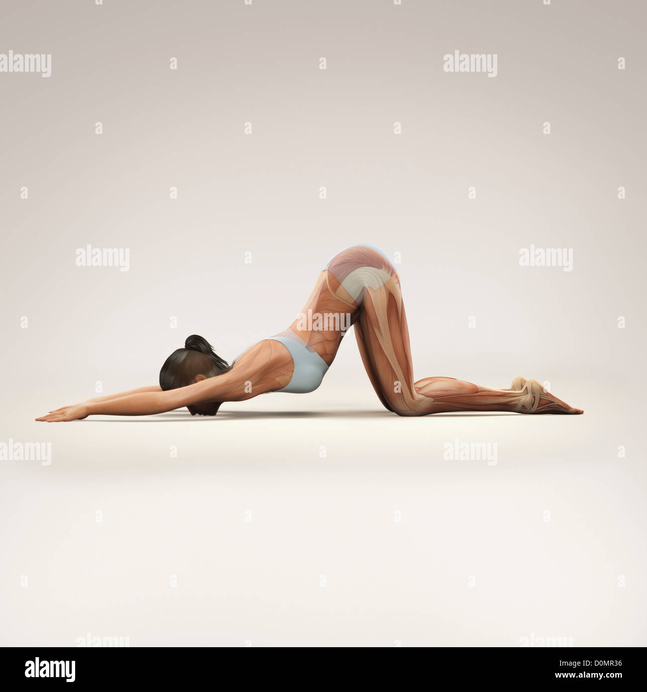 Musculature layered over female body in extended puppy pose showing activity certain muscle groups in this particular yoga Stock Photo