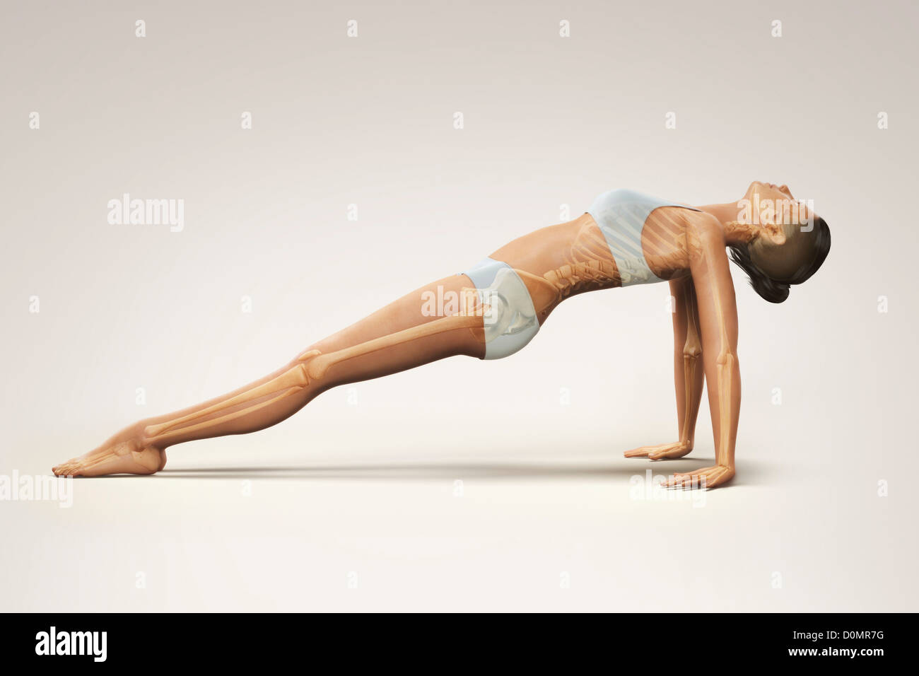 Skeleton layered over female body in upward facing plank pose showing skeletal alignment this particular yoga posture. Stock Photo