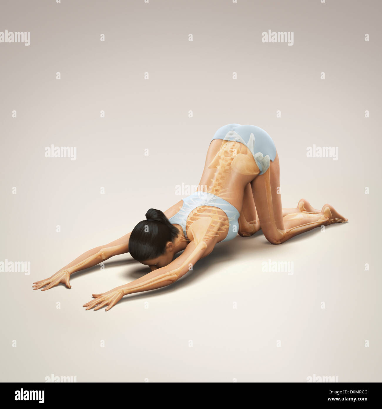 Skeleton layered over a female body in extended puppy pose showing the  skeletal alignment of this particular yoga posture Stock Photo - Alamy