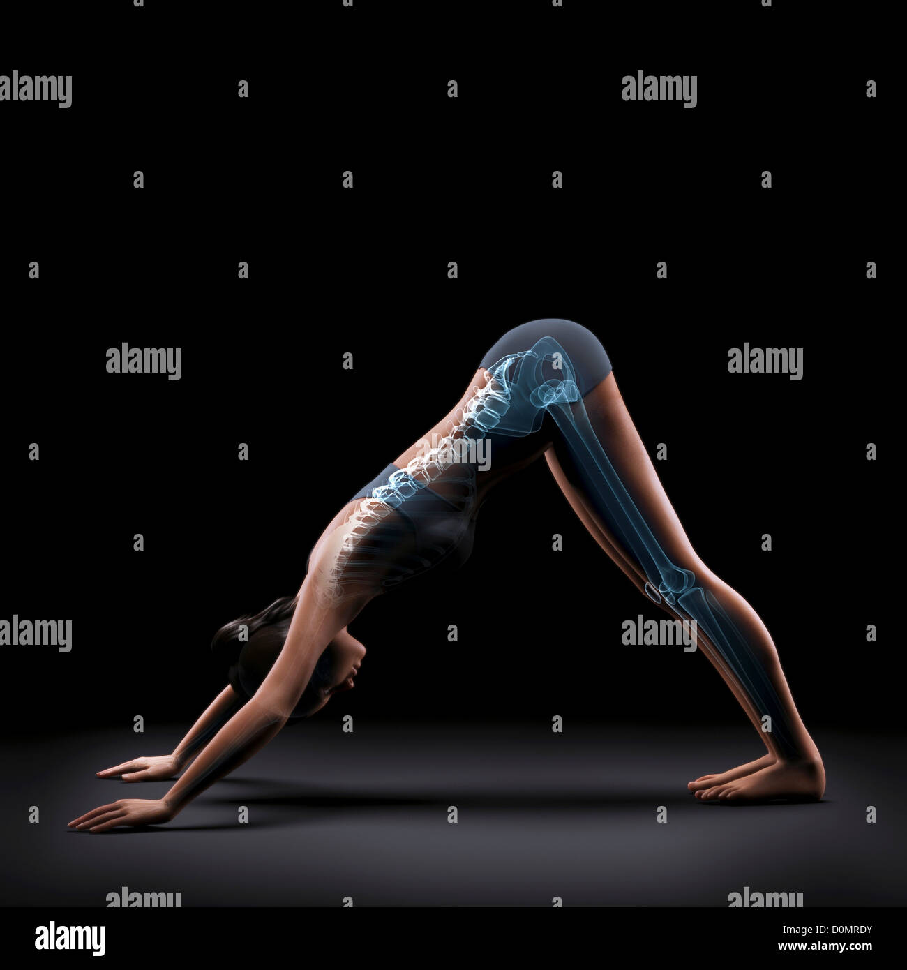 Skeleton layered over a female body in downward dog pose showing the skeletal alignment of this particular yoga posture. Stock Photo