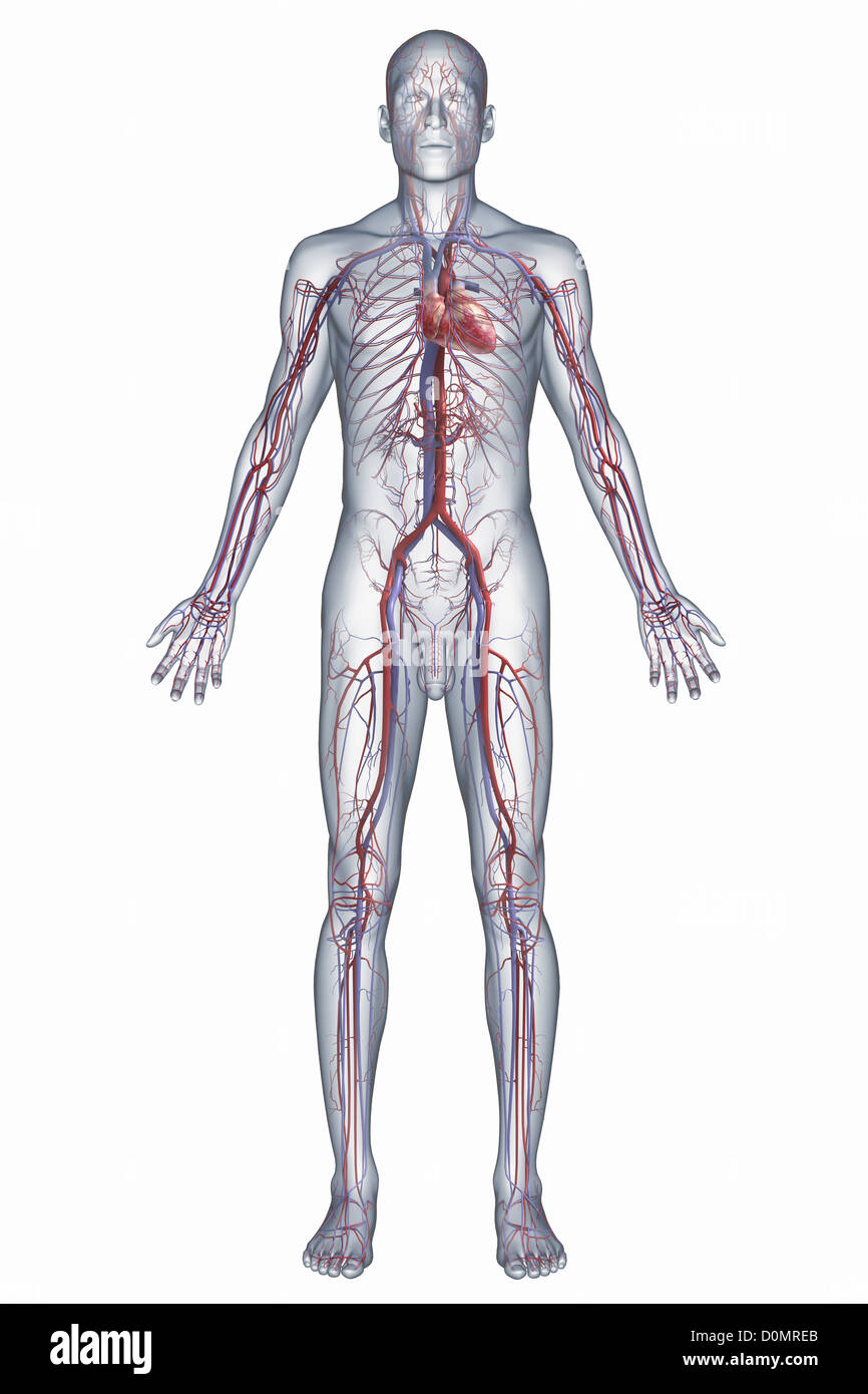 A representation of the human cardiovascular system, including the heart and circulatory system of veins and arteries. Stock Photo