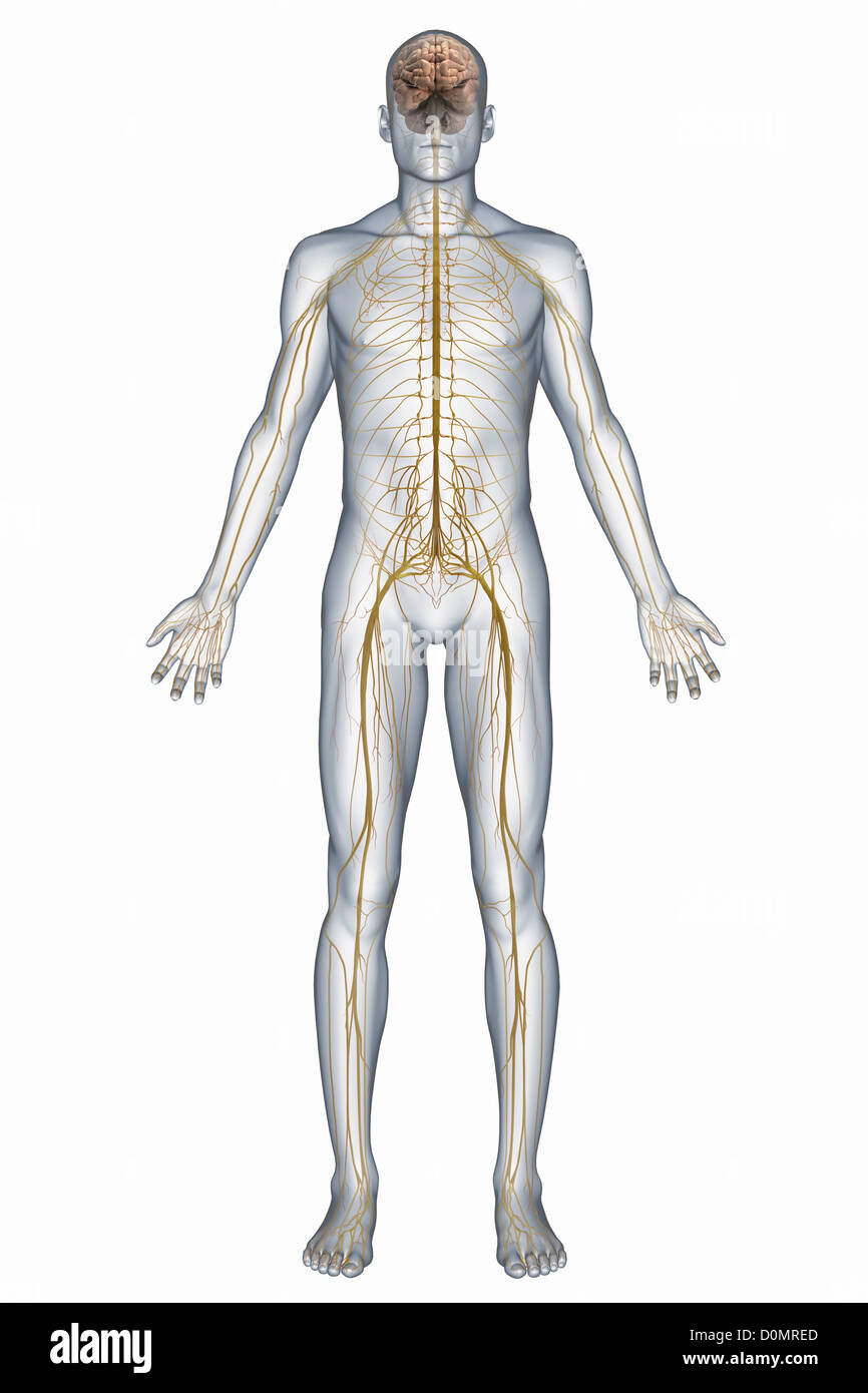 Human Central Nervous System Diagram - Peripheral Nervous System Facts