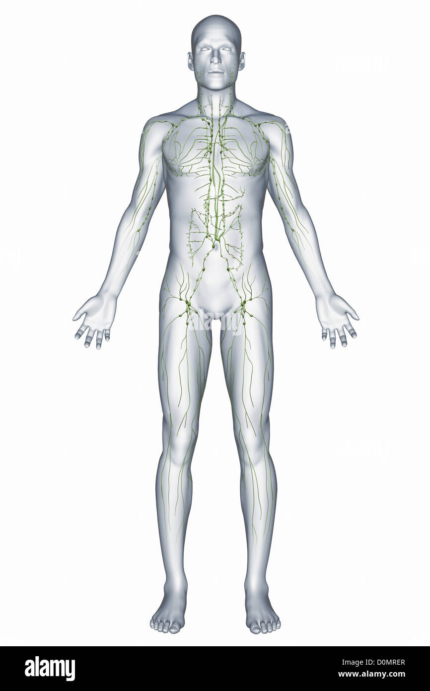 A representation of the human lymphatic system, including the lymphatic vessels and nodes. Stock Photo