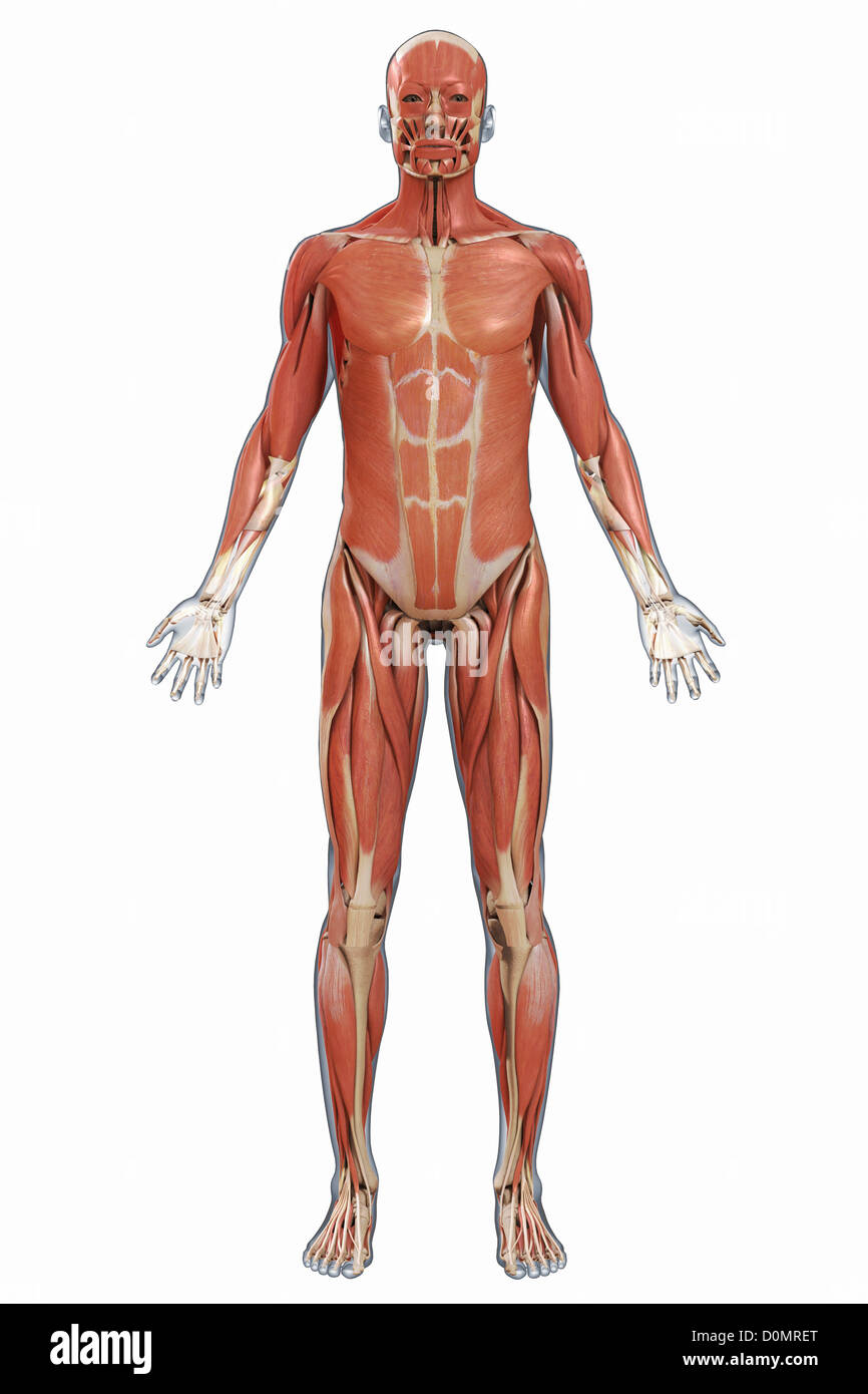 Skeletal Muscle Diagram Unlabeled