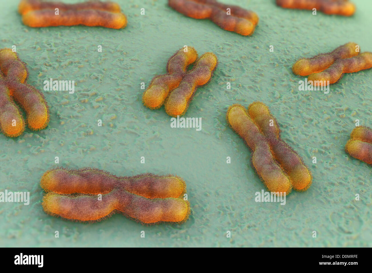 A collection of human chromosomes Stock Photo - Alamy