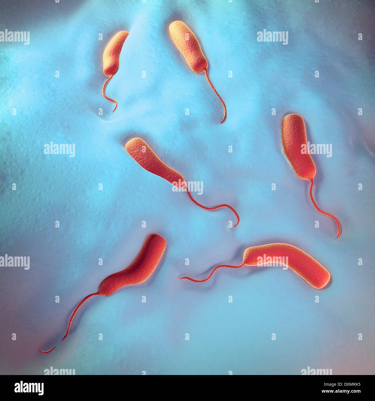 вибрион холеры рисунок. холерный вибрион это бактерия. холерный вибрион паразит человека. холерный вибрион ермольева. холера холерный вибрион.
