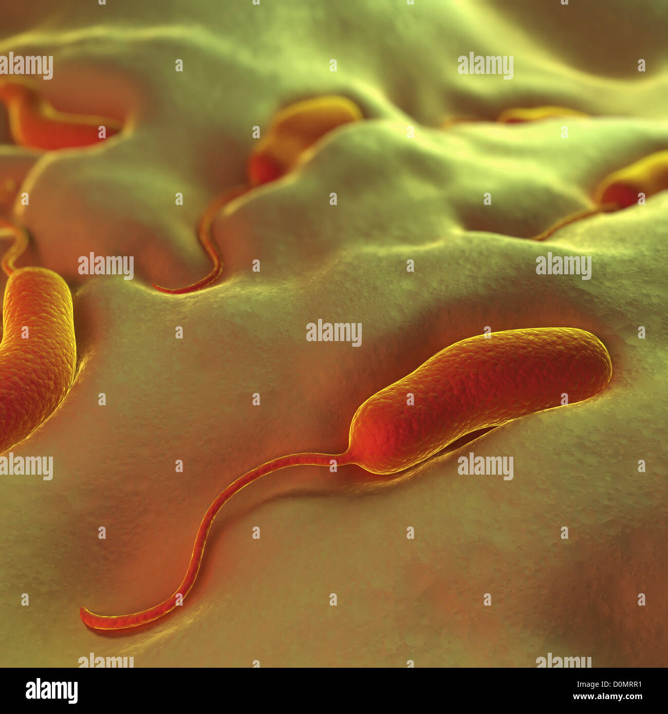 Group of vibrio cholerae bacteria which causes cholera. Stock Photo