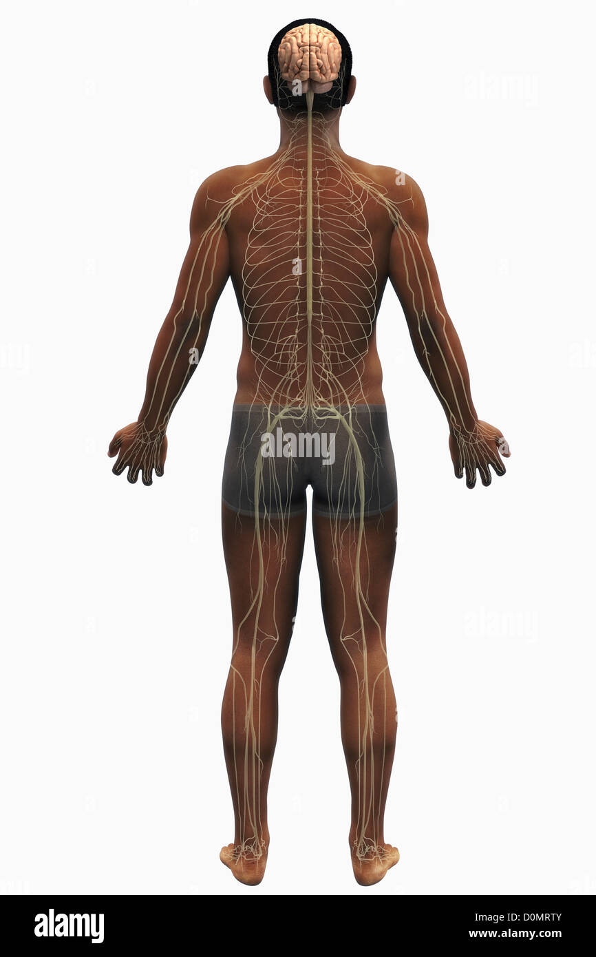 Human body anatomy organs full figure hi-res stock photography and ...