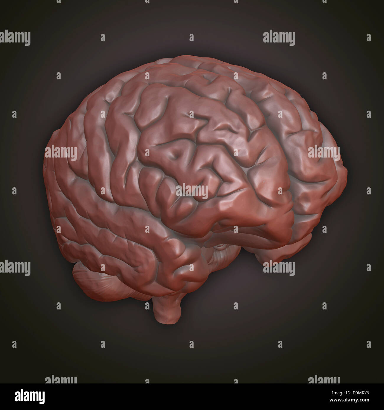 Clay model showing the anatomical structure of a brain Stock Photo - Alamy