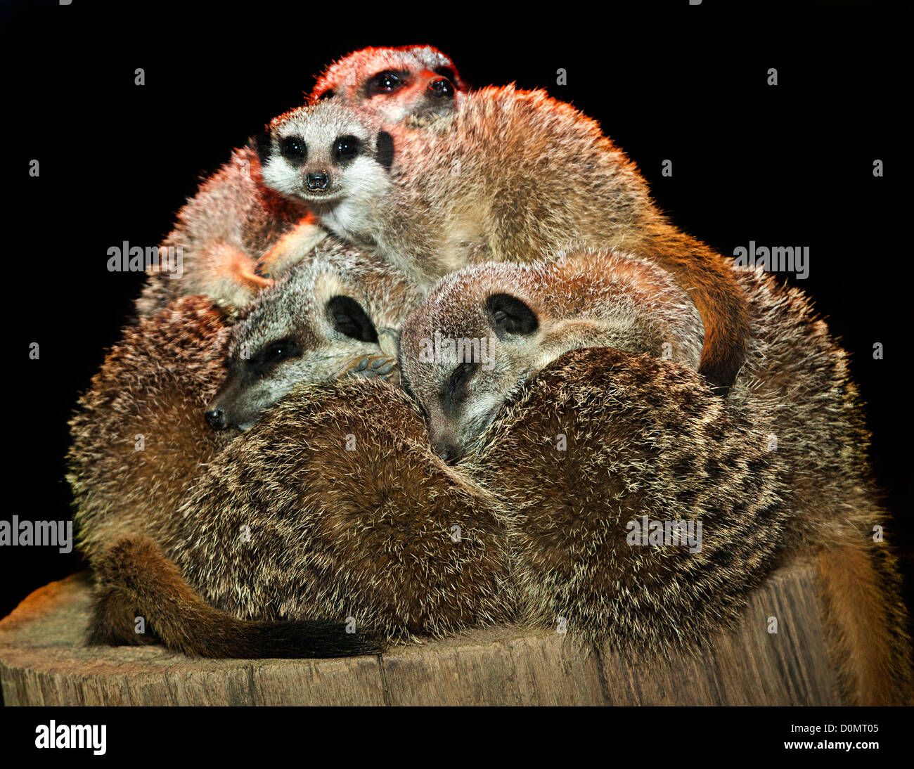 Captive Slender tailed meercats huddled for warmth under an infra red lamp, Durrell Wildlife Centre, Jersey, UK Stock Photo