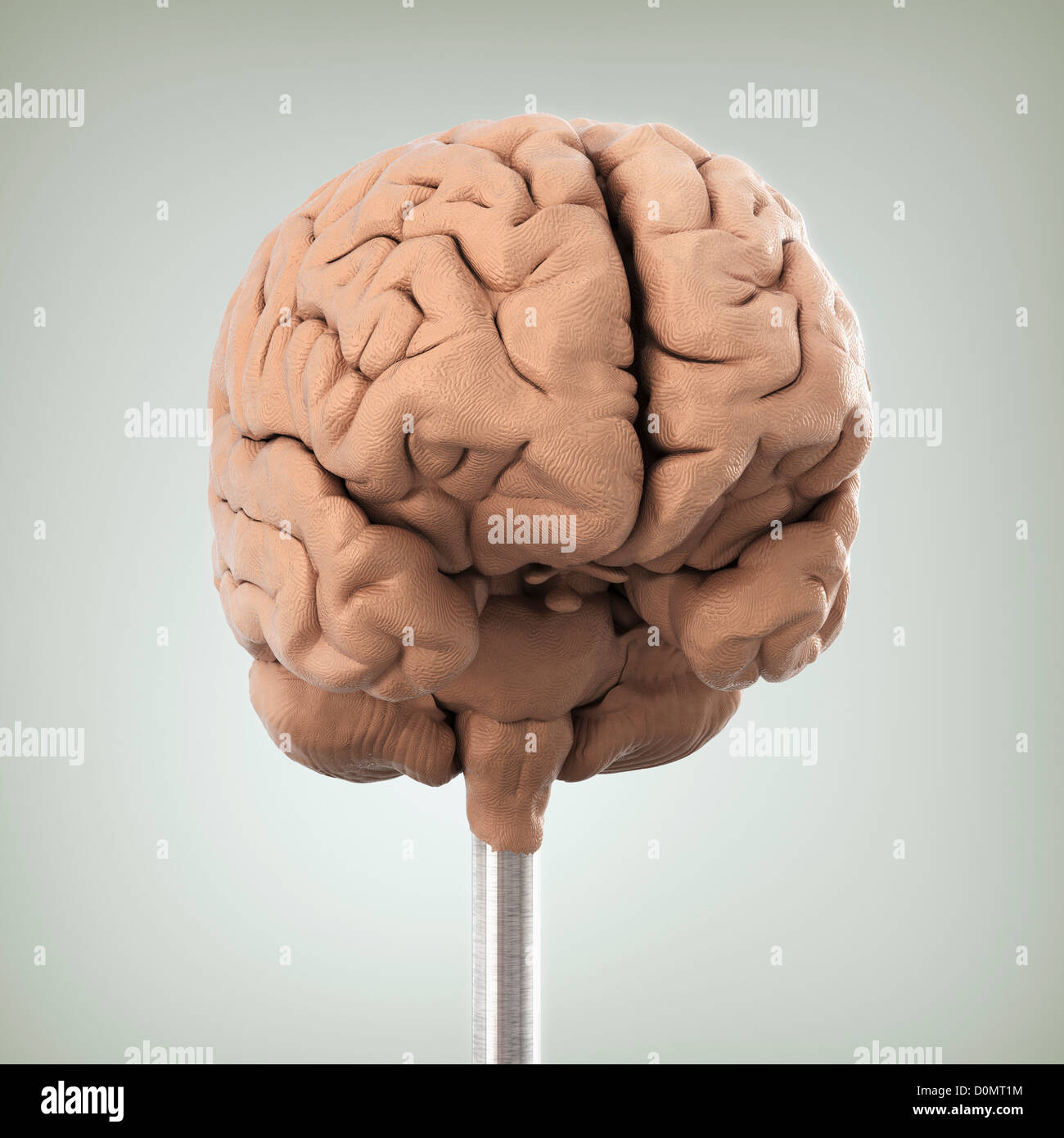 Clay model showing the anatomical structure of a brain Stock Photo Alamy