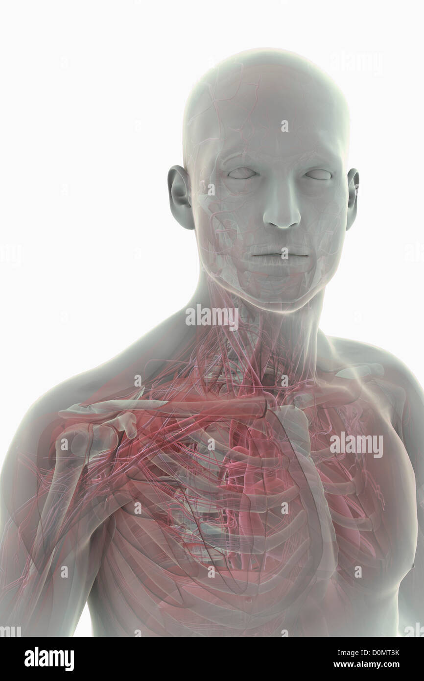 Model showing the anatomy of the thorax. Stock Photo