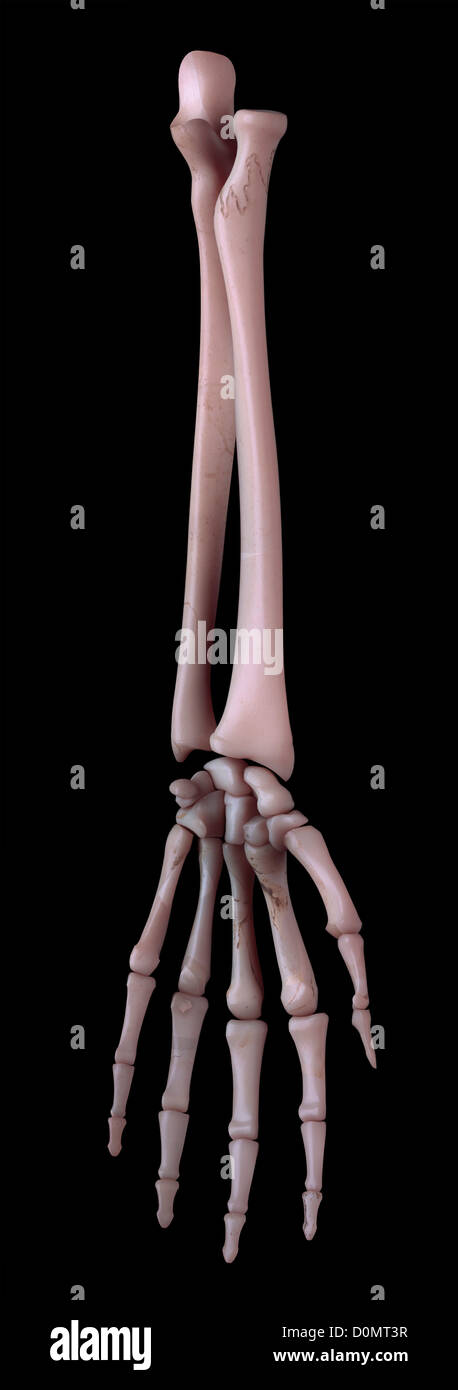 Lower Arm Bone Stock Photos & Lower Arm Bone Stock Images - Alamy